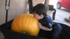 Toby Eating a Pumpkin