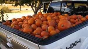 Gleaned Pumpkins